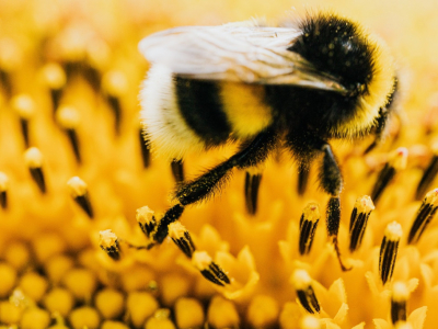 Pourquoi les abeilles sont-elles indispensables ?