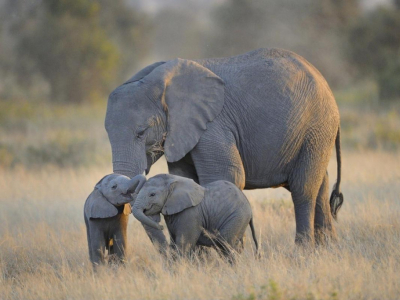 Journée mondiale des éléphants : zoom sur les imprimés éléphants