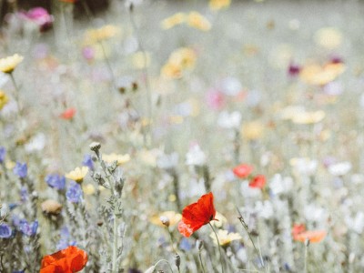 Quelles Fleurs de Bach pour vous aider à supporter la crise sanitaire ?