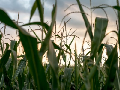 Le commerce équitable : une autre manière de consommer