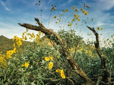 Pourquoi utiliser l’arnica au quotidien? Le secret de ses bienfaits