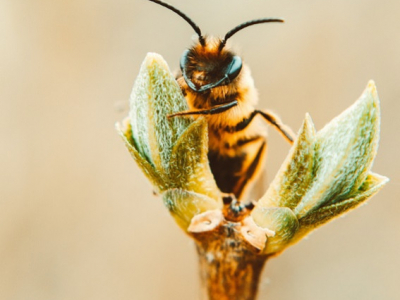 Wereldbijendag: waarom zijn bijen zo belangrijk voor ons?
